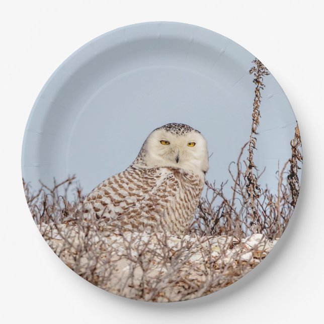 Snowy owl sitting on the beach paper plate (Front)