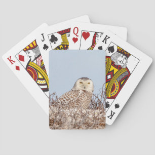Snowy owl sitting on the beach playing cards