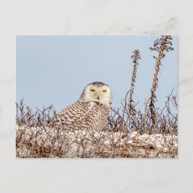 Snowy owl sitting on the beach postcard (Front)