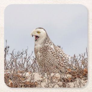Snowy owl sitting on the beach square paper coaster
