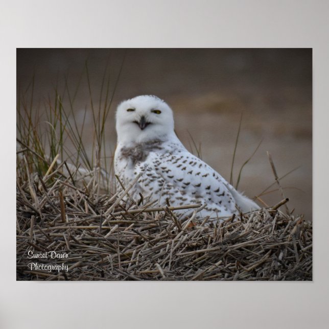 Snowy Owl Smiling Poster (Front)