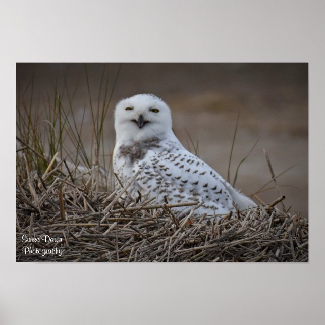 Snowy Owl Smiling Poster (Front)