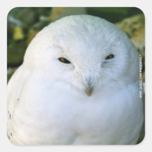 Snowy Owl Square Sticker