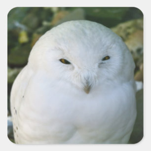 Snowy Owl Square Sticker