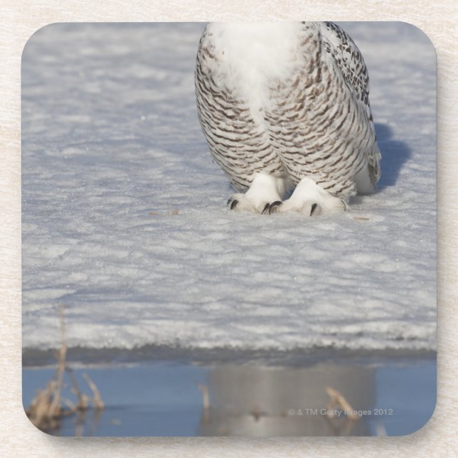 Snowy owl standing near water creating a coaster (Front)