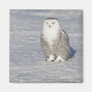 Snowy owl standing near water creating a magnet