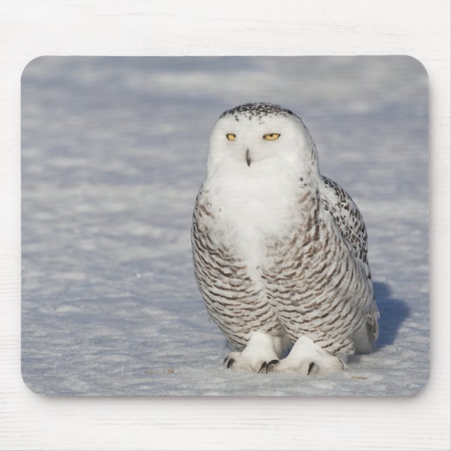 Snowy owl standing near water creating a mouse mat (Front)