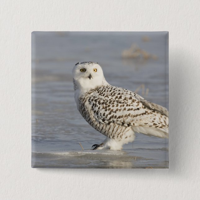 Snowy owl standing on ice, a mouse's tail 15 cm square badge (Front)