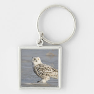Snowy owl standing on ice, a mouse's tail key ring