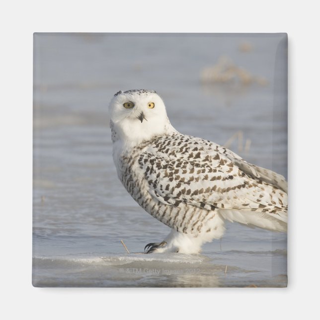 Snowy owl standing on ice, a mouse's tail magnet (Front)