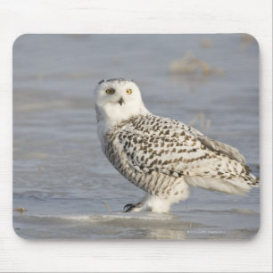 Snowy owl standing on ice, a mouse's tail mouse mat