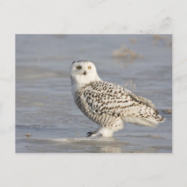 Snowy owl standing on ice, a mouse's tail postcard (Front)