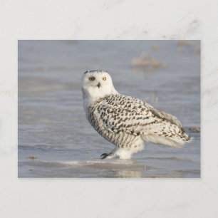 Snowy owl standing on ice, a mouse's tail postcard