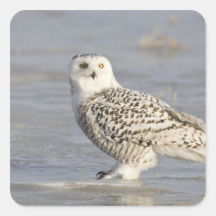 Snowy owl standing on ice, a mouse's tail square sticker