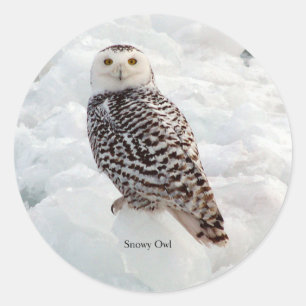 Snowy Owl sticker