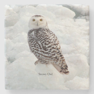 Snowy Owl stone coaster