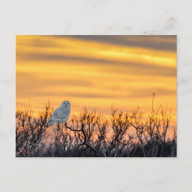 Snowy Owl Sunset Postcard (Front)