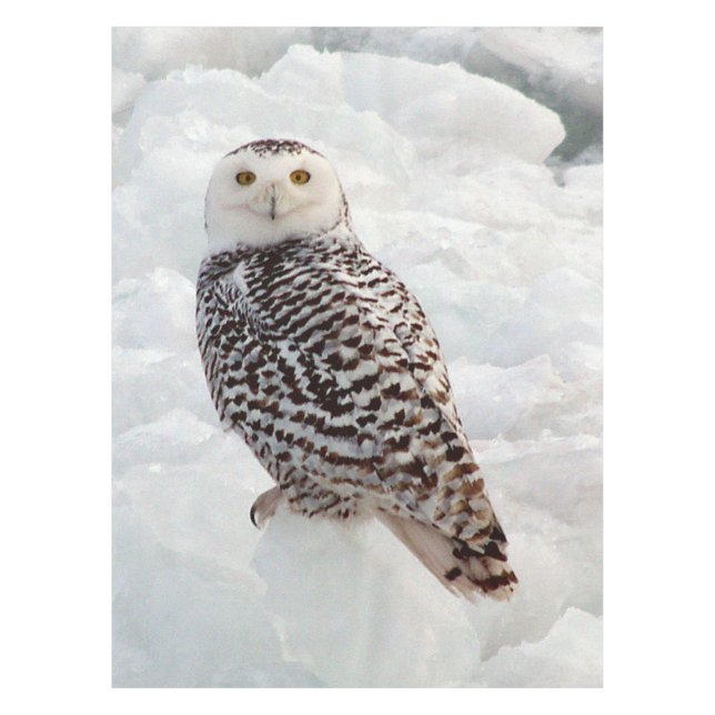 Snowy Owl table cloth (Front)