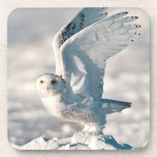 Snowy Owl taking off from snow Coaster