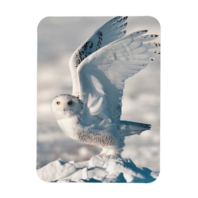 Snowy Owl taking off from snow Magnet (Vertical)
