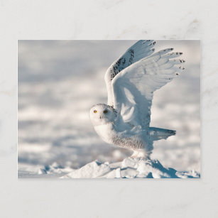 Snowy Owl taking off from snow Postcard