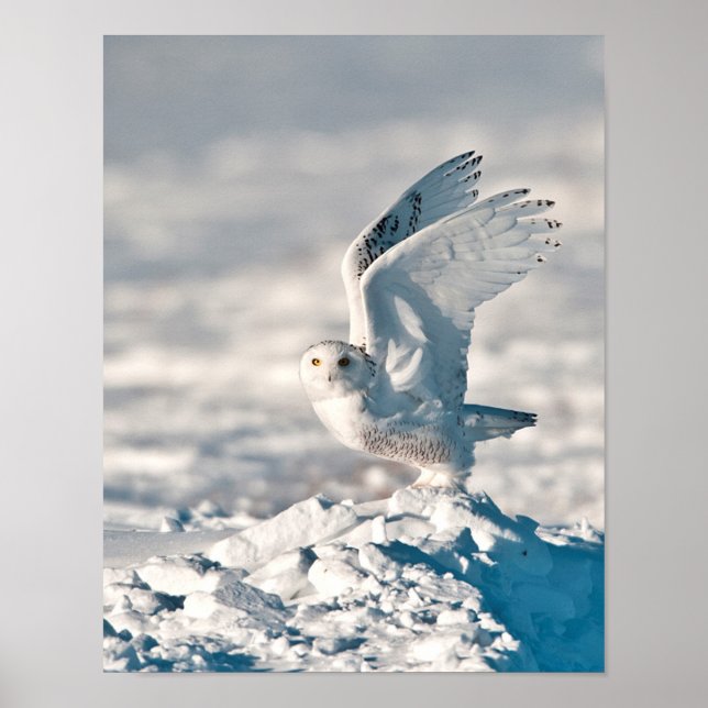 Snowy Owl taking off from snow Poster (Front)