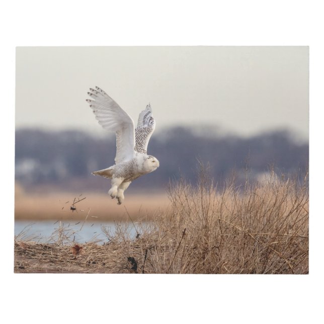 Snowy owl taking off notepad (Front)
