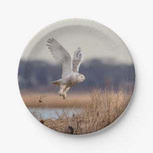 Snowy owl taking off paper plate