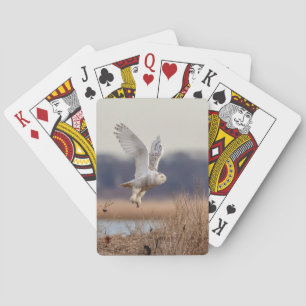Snowy owl taking off playing cards