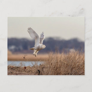 Snowy owl taking off postcard