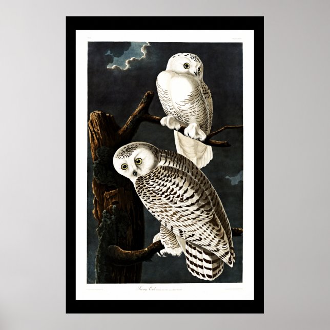 Snowy Owl, vintage illustration Poster (Front)