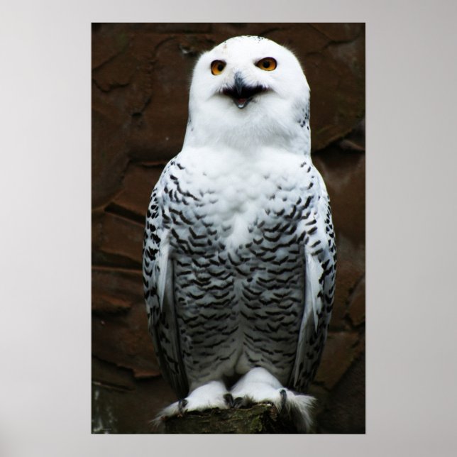 Snowy Owl wapcn Poster (Front)
