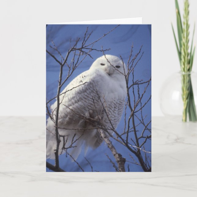 Snowy Owl - White Bird against a Sapphire Blue Sky Card (Front)