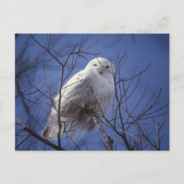 Snowy Owl - White Bird against a Sapphire Blue Sky Postcard (Front)