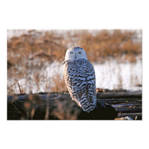 Snowy Owl Winking Photo Print
