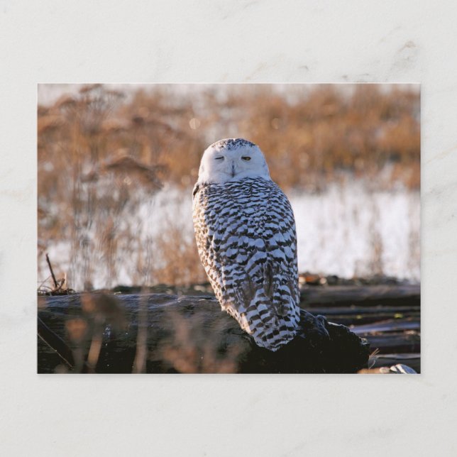 Snowy Owl Winking Postcard (Front)