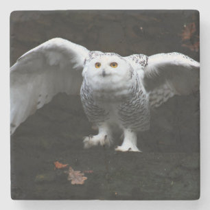 Snowy Owl With Open Wings coastercn Stone Coaster