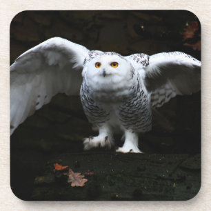 Snowy Owl With Open Wings coastercnm Coaster