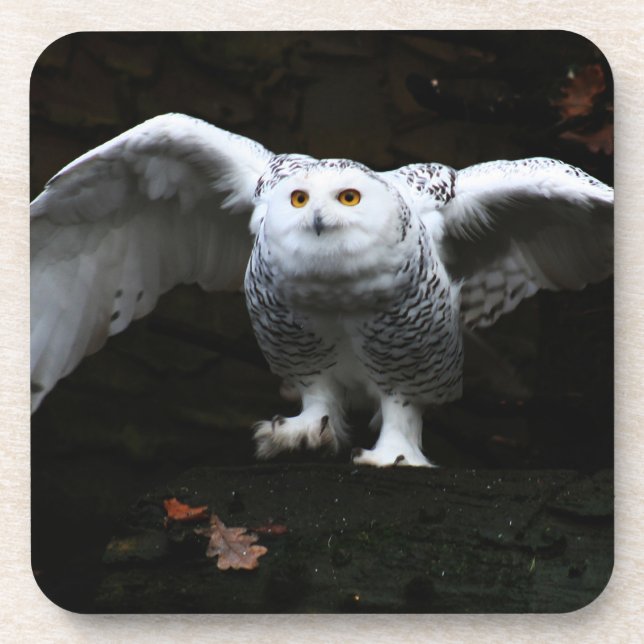 Snowy Owl With Open Wings coastercnm Coaster (Front)