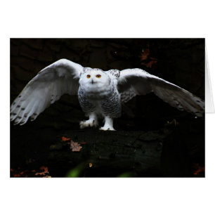 Snowy Owl With Open Wings gccna