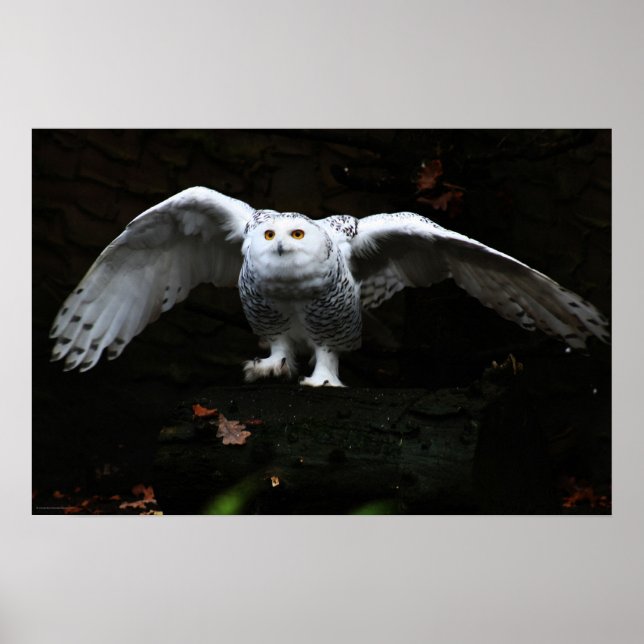 Snowy Owl With Open Wings wapcna Poster (Front)