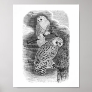 Snowy Owls Black & White Vintage Drawing Poster