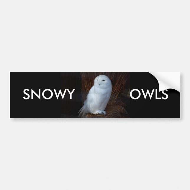 SNOWY OWLS - bumper sticker (Front)
