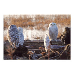 Snowy Owls Photo Print