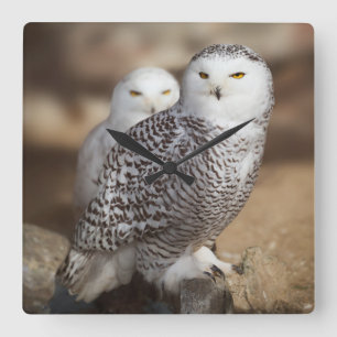 Snowy Owls Square Wall Clock