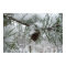 Snowy Pine Branch Winter Nature Photography