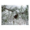 Snowy Pine Branch Winter Nature Photography