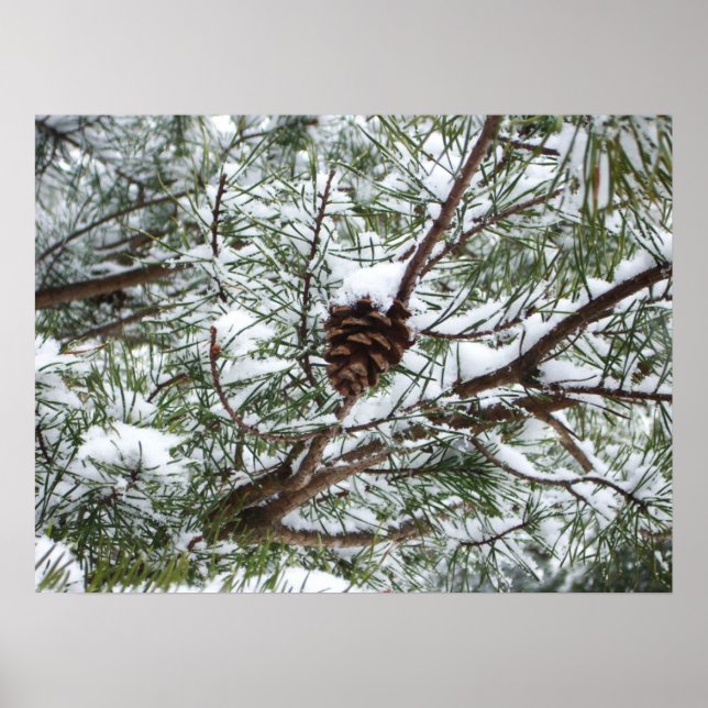 Snowy Pine Cone II Winter Nature Photography Poster (Front)