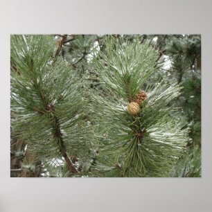 Snowy Pine Cones Poster