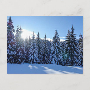 Snowy Pine Forest Landscape Scenic Nature Travel Holiday Postcard